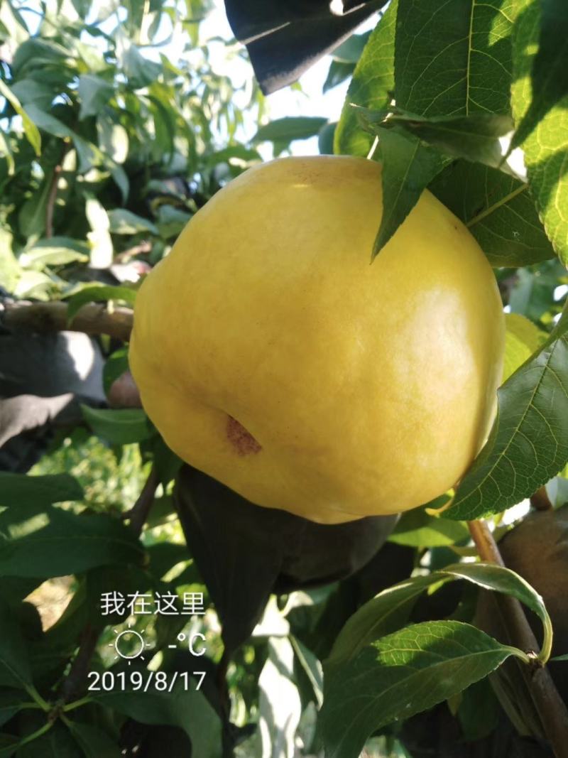 板栗接穗泰安板栗苗新品种花光板栗苗嫁接板栗苗