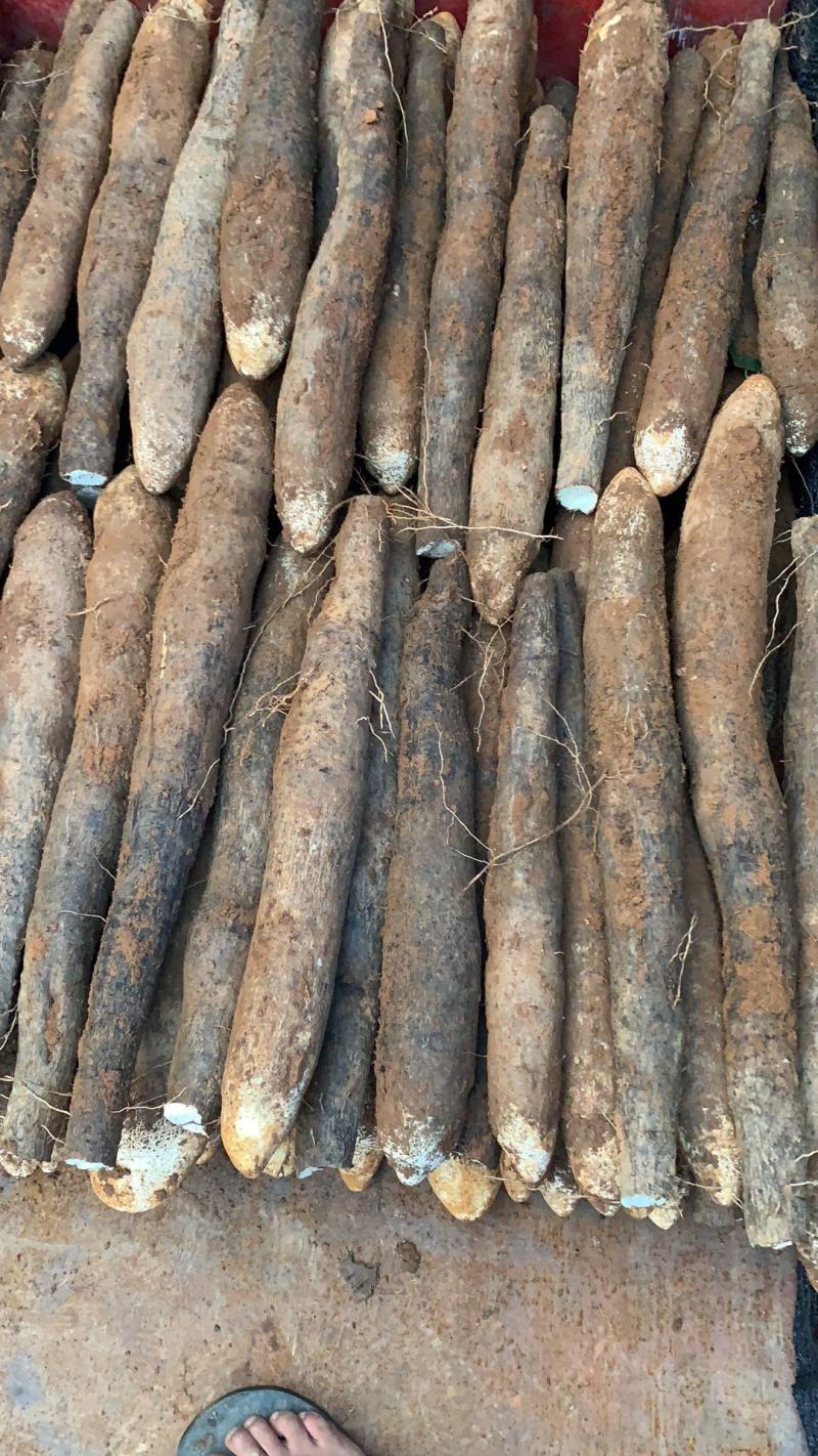 老山药，白玉，铁棍，对接拖板车，各种规格，对接各种大小客