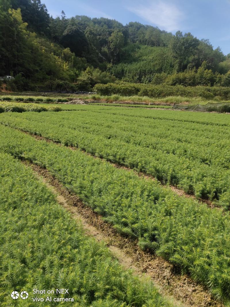 3代良种杉木苗苗圃直销，杉木袋苗等造林苗木