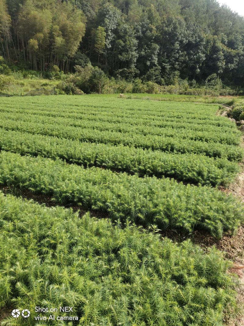 3代良种杉木苗苗圃直销，杉木袋苗等造林苗木