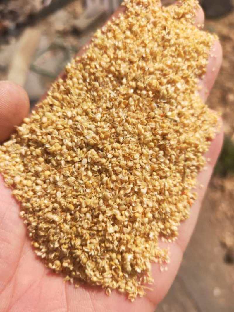 小米壳，谷壳汽车垫填充物小米壳靠枕无土无沙无霉变！