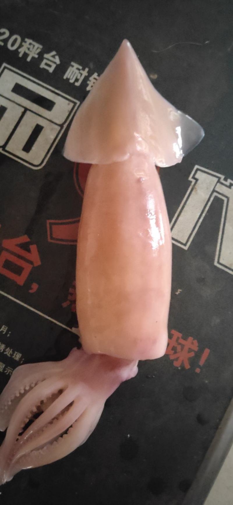 朝鲜大OK鱿鱼干78两货