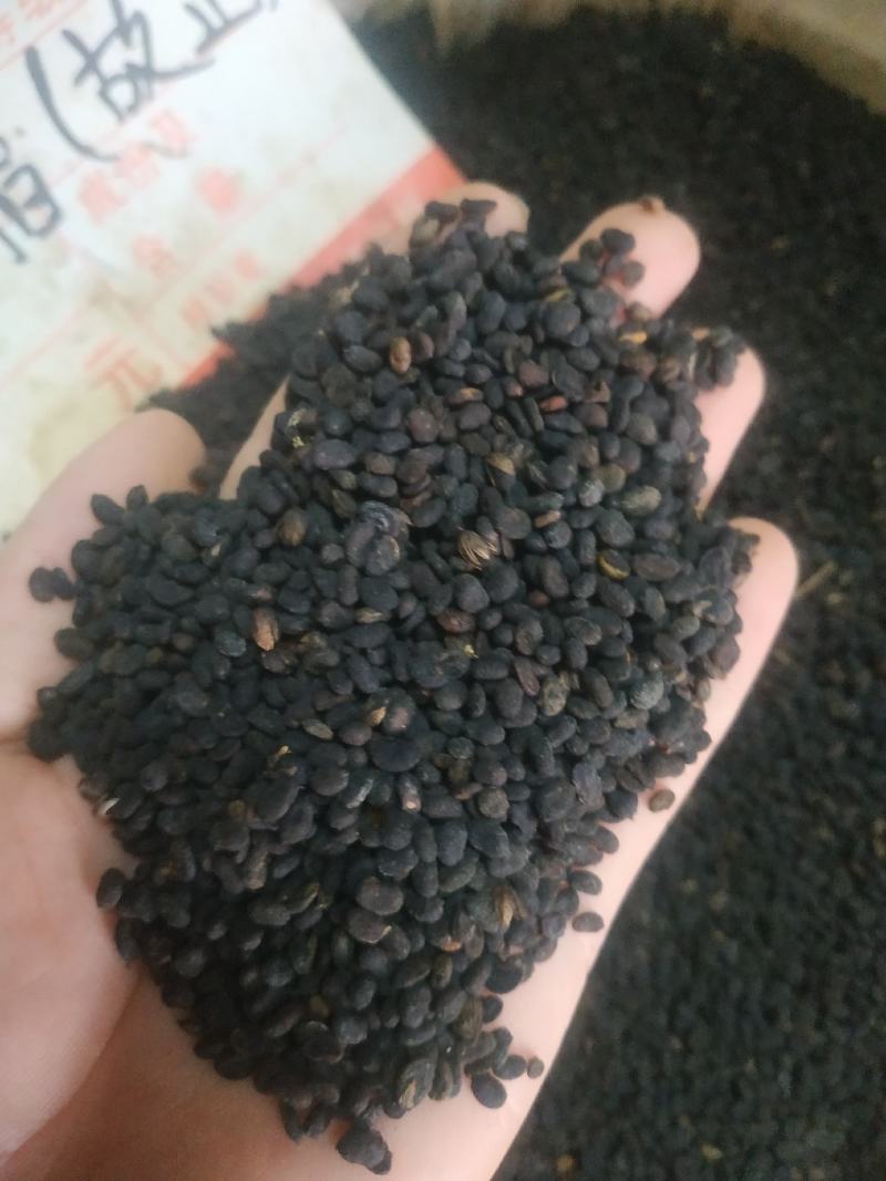 补骨脂～量大优惠～1公斤起售欢迎咨询采购