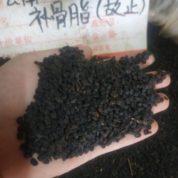 补骨脂～量大优惠～1公斤起售欢迎咨询采购