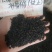 补骨脂～量大优惠～1公斤起售欢迎咨询采购
