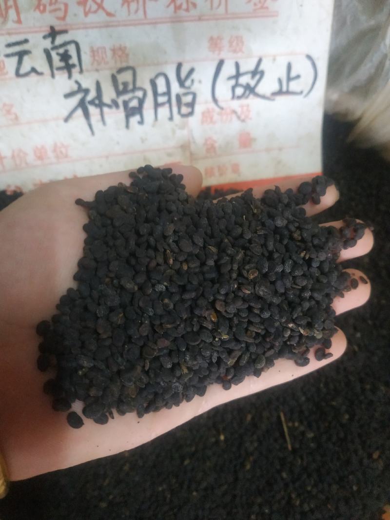 补骨脂～量大优惠～1公斤起售欢迎咨询采购