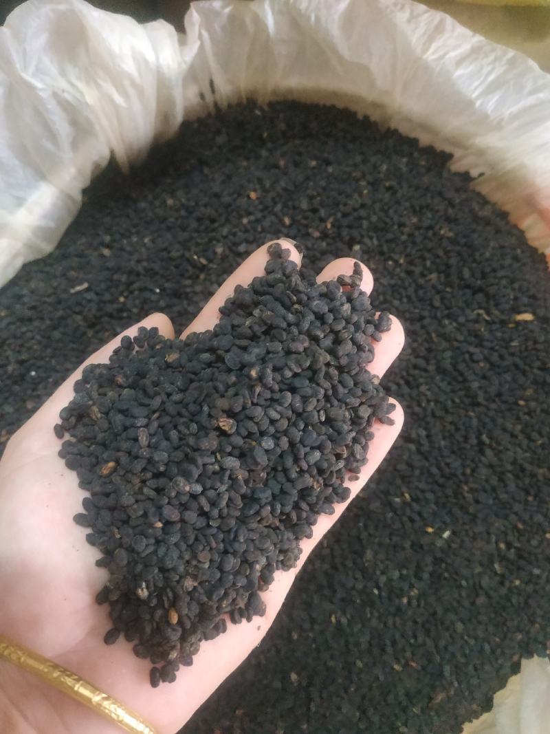 补骨脂～量大优惠～1公斤起售欢迎咨询采购