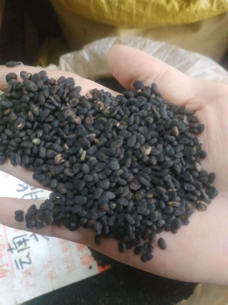 补骨脂～量大优惠～1公斤起售欢迎咨询采购