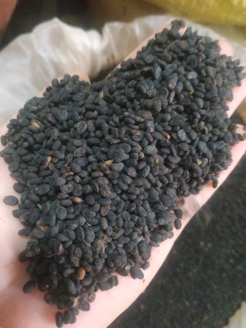 补骨脂～量大优惠～1公斤起售欢迎咨询采购