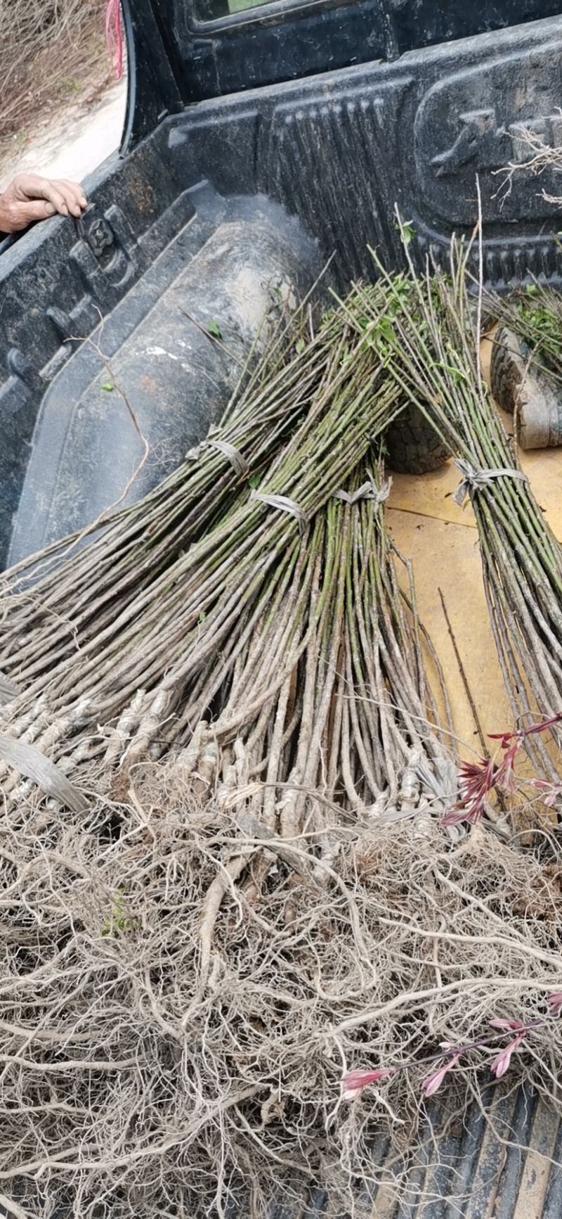 红梅苗红梅苗红梅苗红梅苗红梅小苗红梅小苗精品