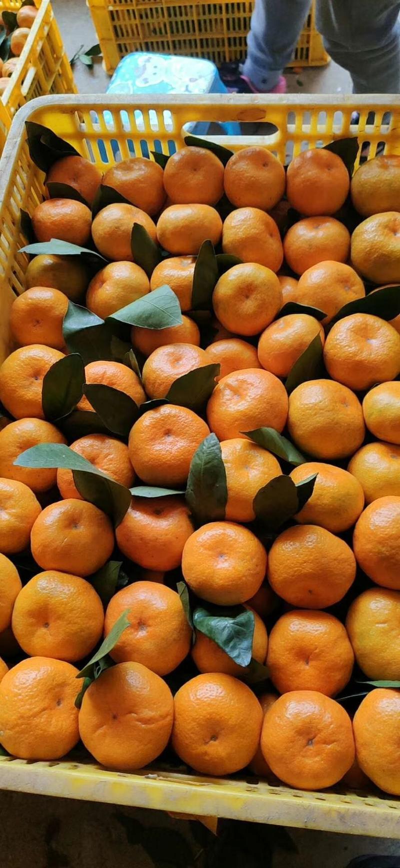 【精选优果】特早蜜橘高山叶桔产地一手货源质优价廉