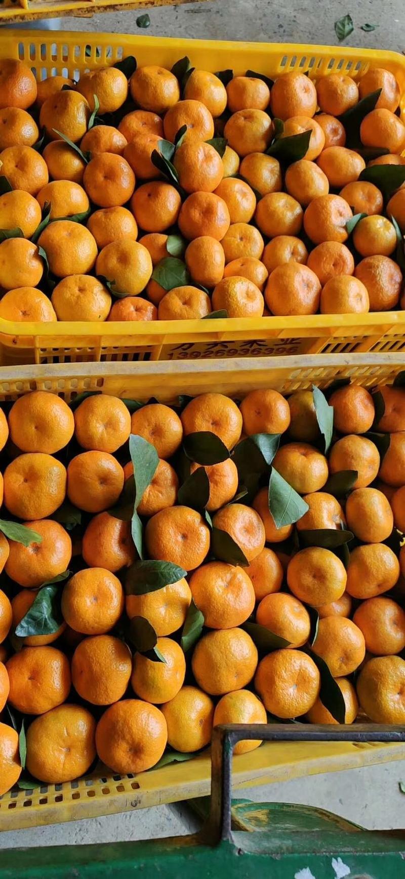 【精选优果】特早蜜橘高山叶桔产地一手货源质优价廉