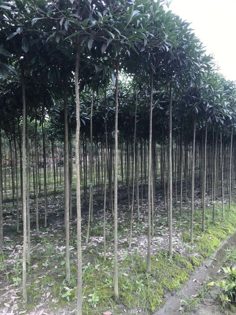 高杆精品桂花树，1.8—3米高分枝桂花树