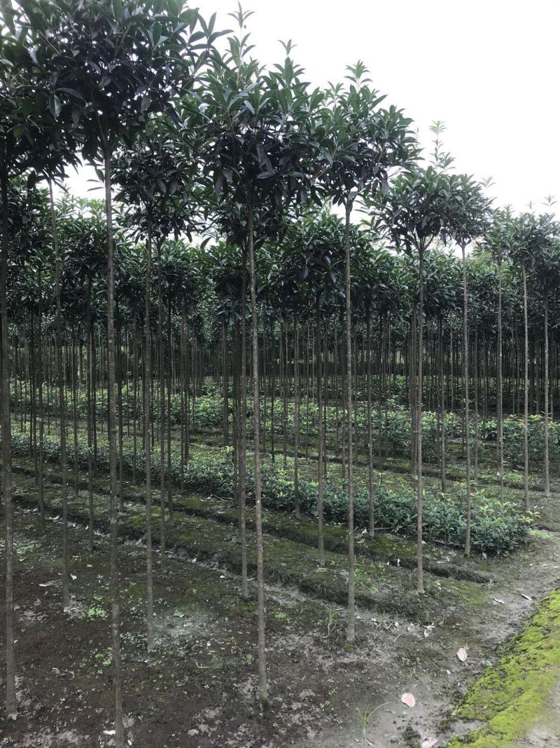 高杆精品桂花树，1.8—3米高分枝桂花树