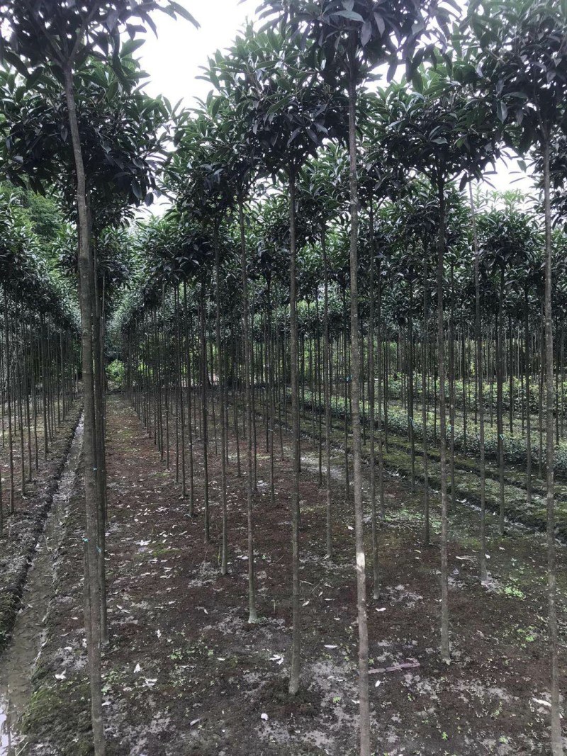 高杆精品桂花树，1.8—3米高分枝桂花树
