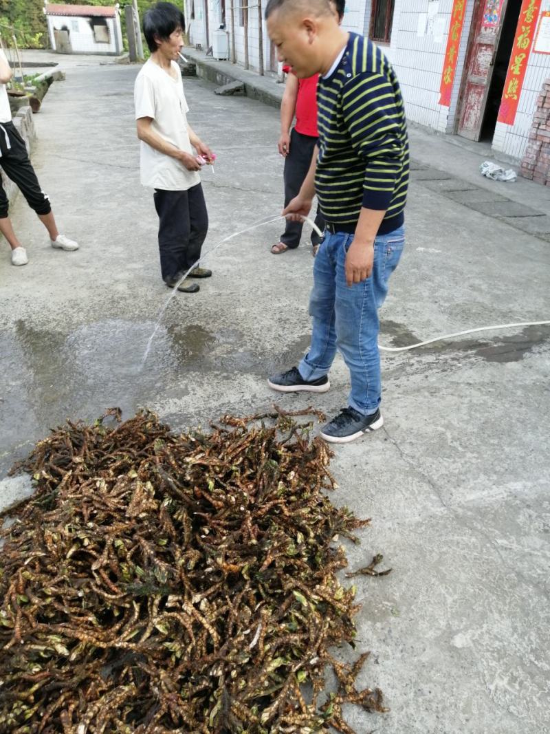 石菖蒲净根，鲜统货出售。