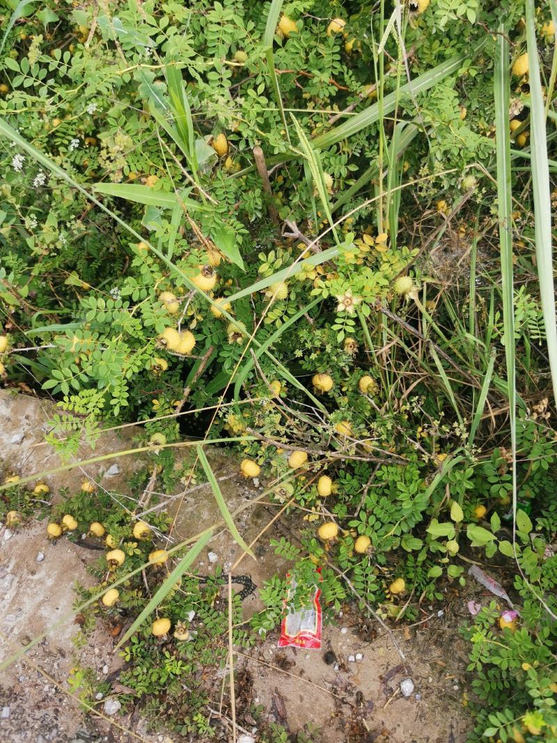 刺梨果，纯野生新鲜刺梨果