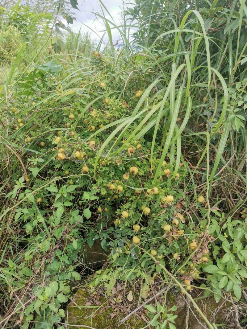 刺梨果，纯野生新鲜刺梨果