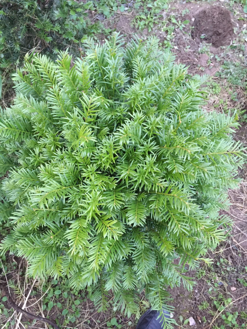 红豆杉球红豆杉球红豆杉球红豆杉球红豆杉精品球