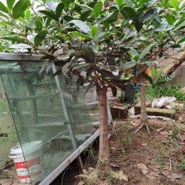 山东临沂河东桂花批发