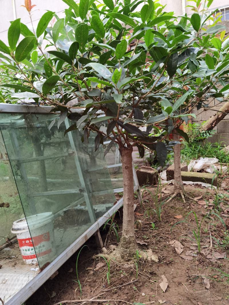 山东临沂河东桂花批发