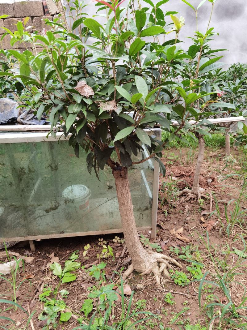山东临沂河东桂花批发