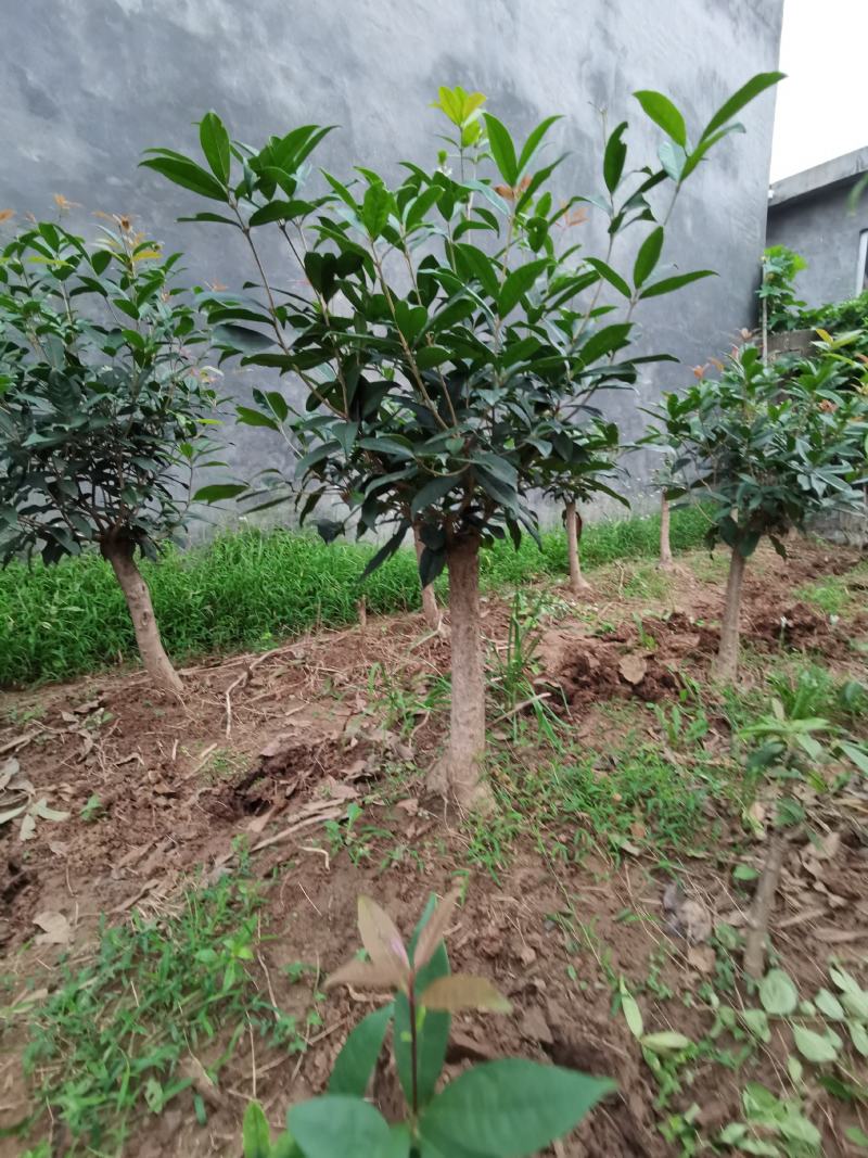 山东临沂河东桂花批发