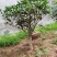 山东临沂河东桂花批发