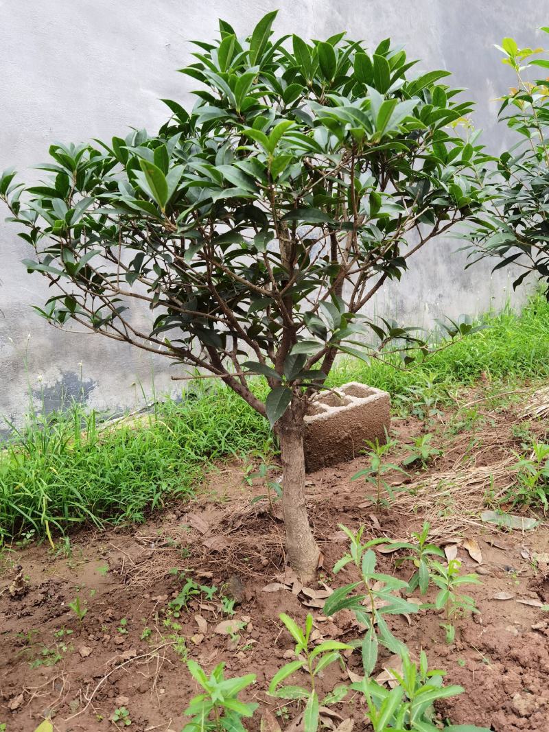 山东临沂河东桂花批发