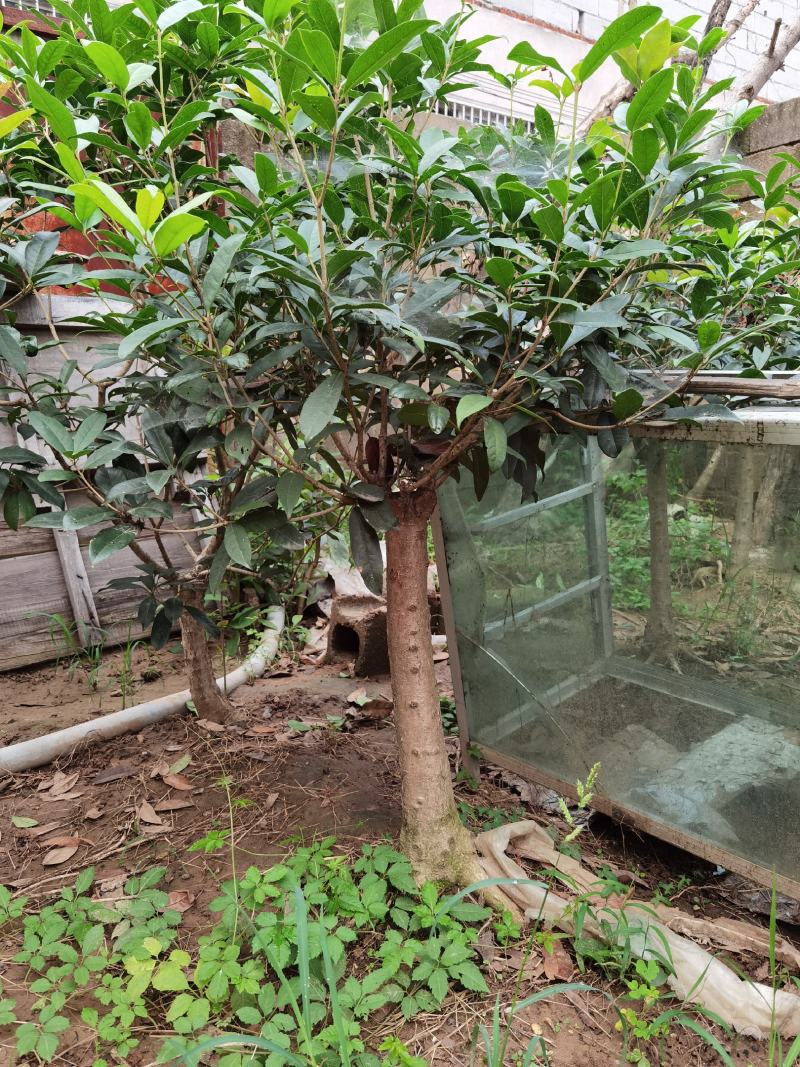 山东临沂河东桂花批发