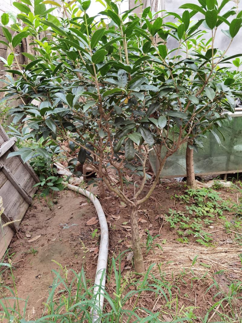 山东临沂河东桂花批发