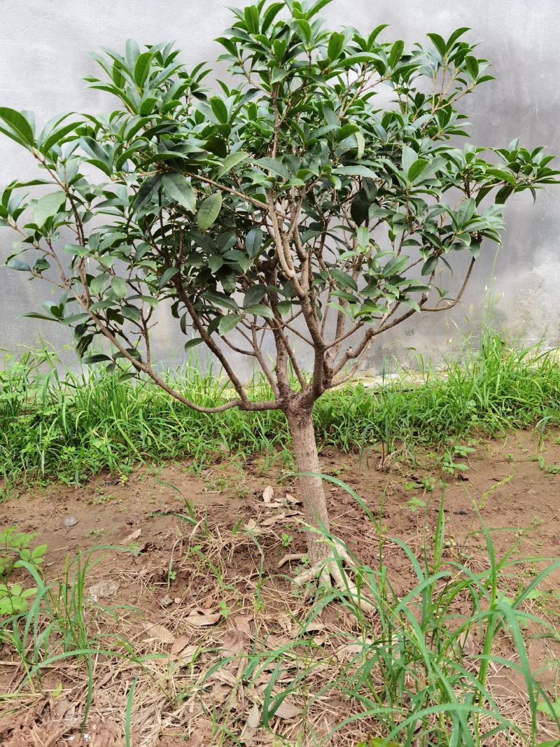 山东临沂河东桂花批发