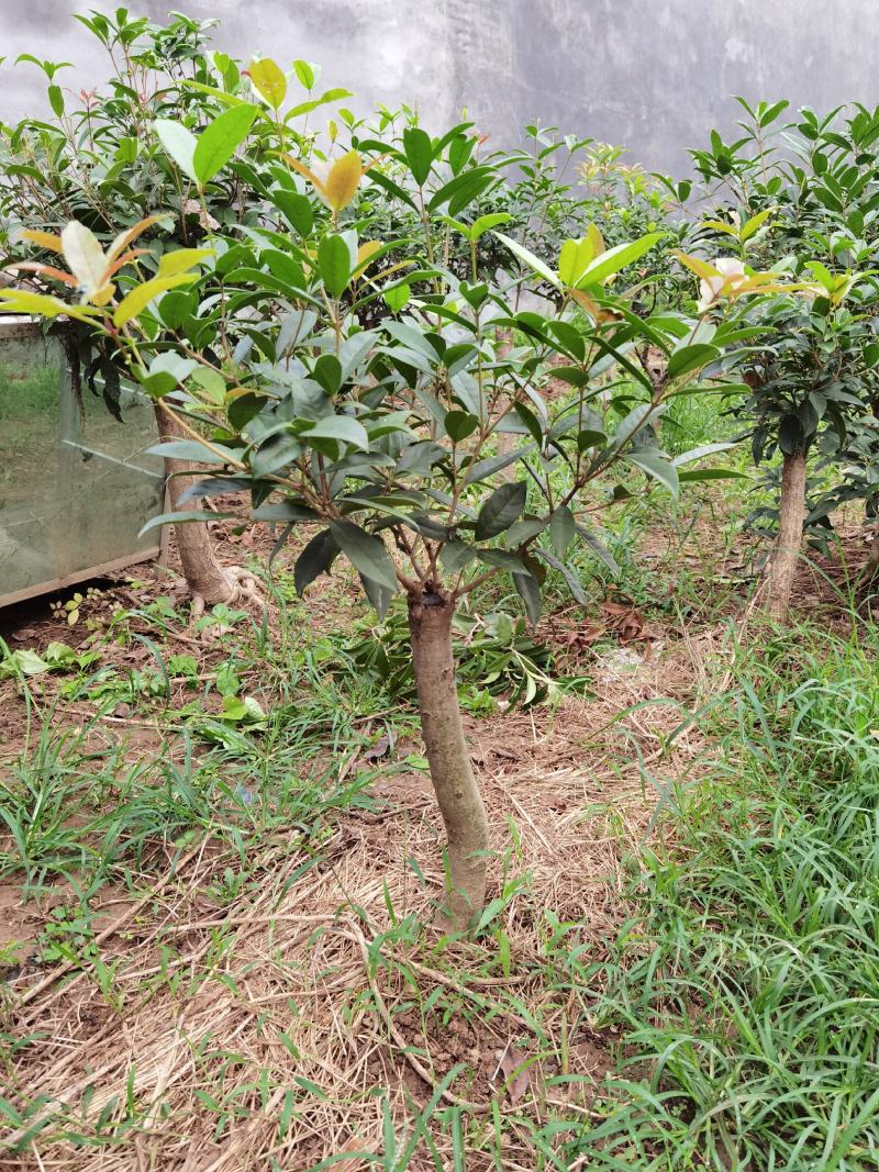山东临沂河东桂花批发