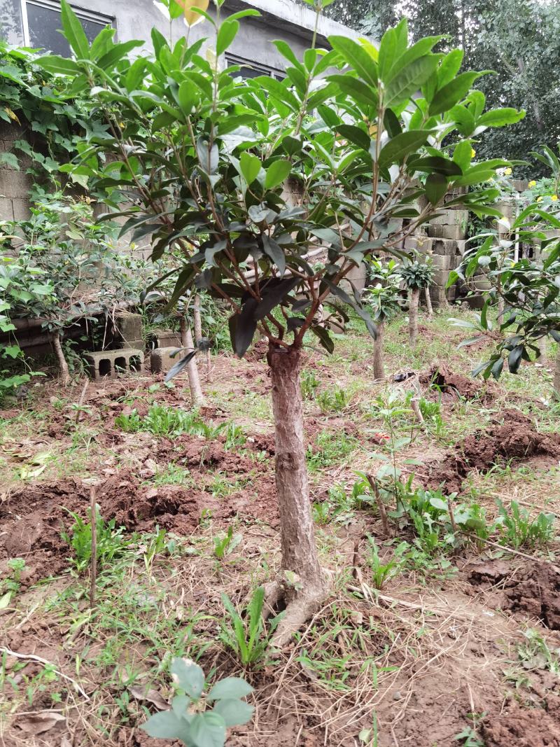 山东临沂河东桂花批发