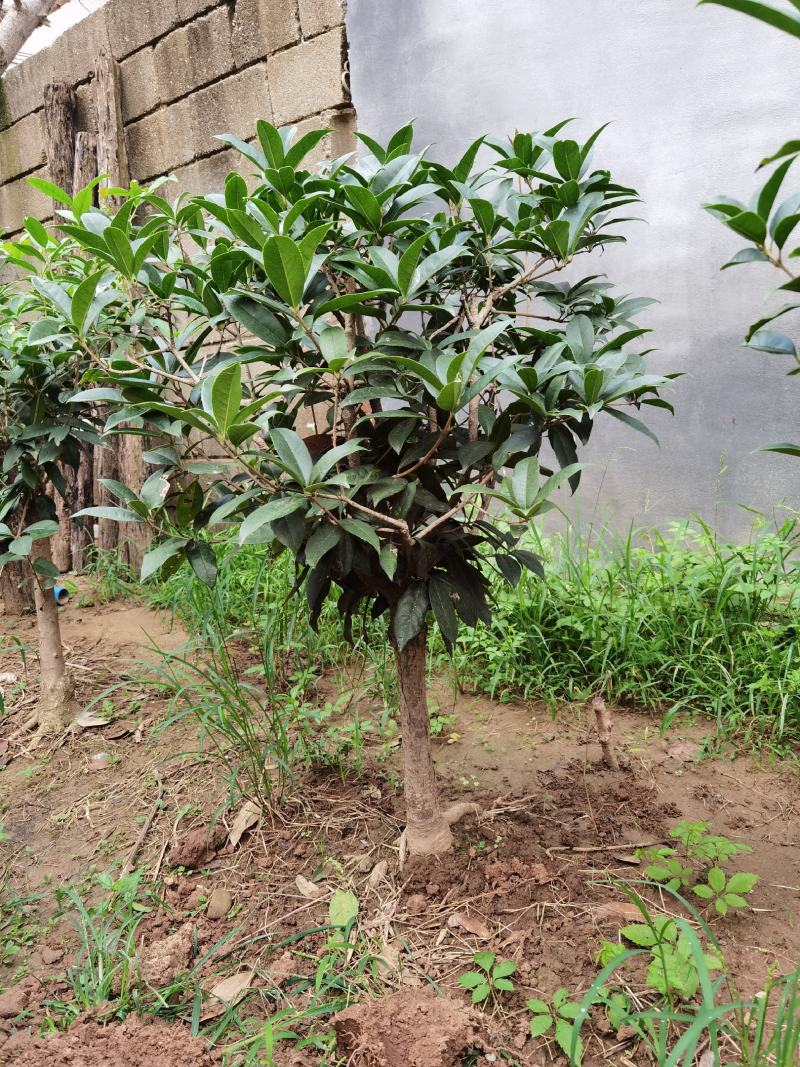 山东临沂河东桂花批发
