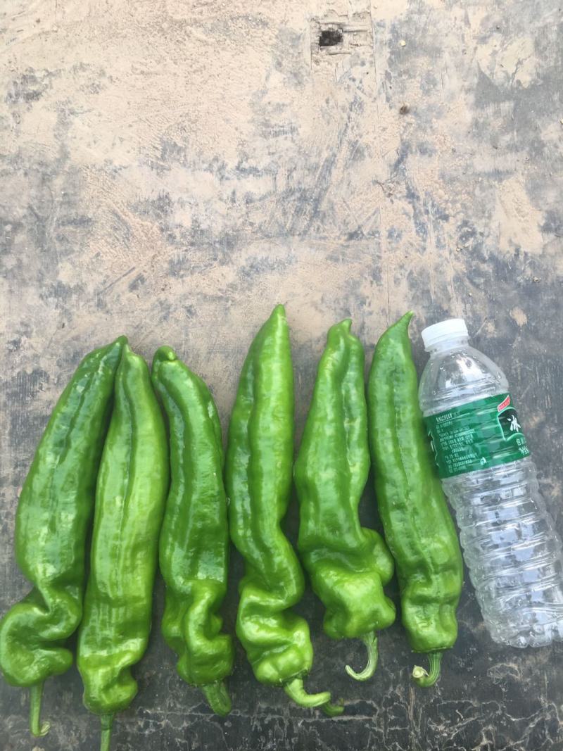 河南薄皮大椒，个大顺直，全部新鲜货可视频看货，质优价廉