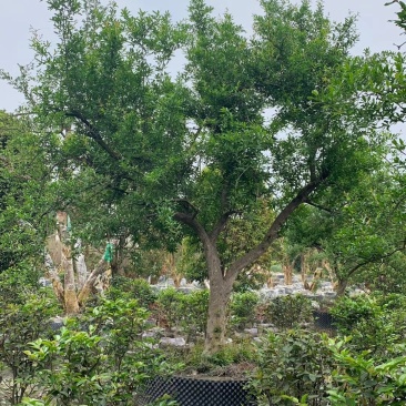 成都批发高杆石榴高杆石榴基地直销一手货源视频看货
