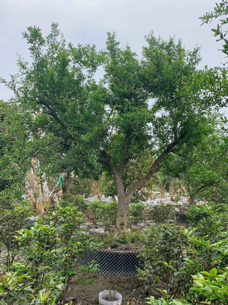 成都批发高杆石榴高杆石榴基地直销一手货源视频看货