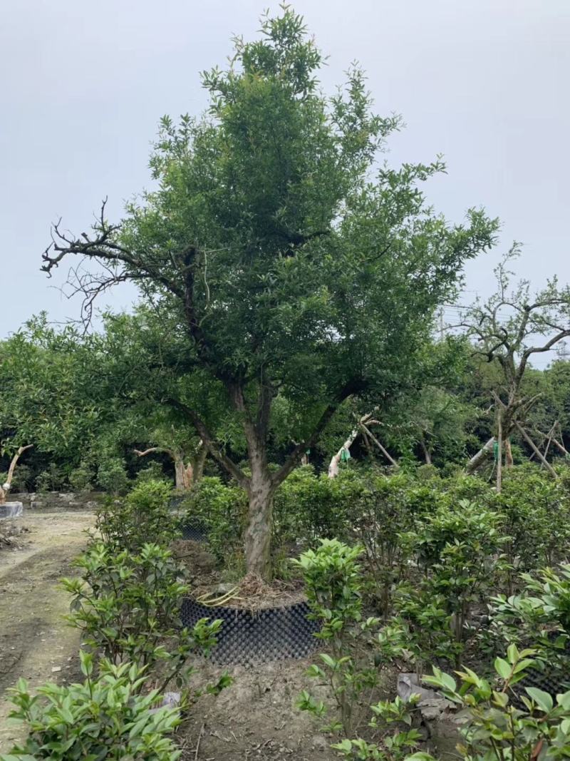 成都批发高杆石榴高杆石榴基地直销一手货源视频看货