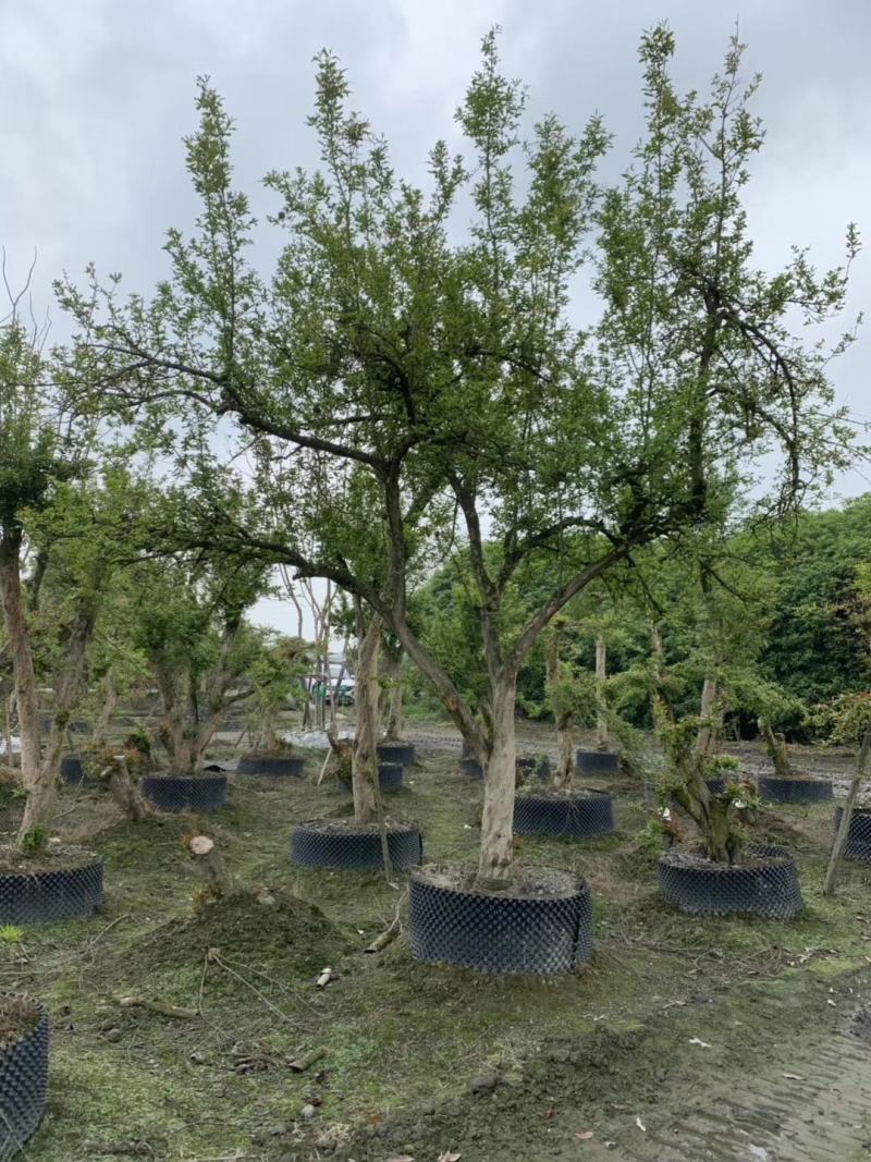 成都批发高杆石榴高杆石榴基地直销一手货源视频看货