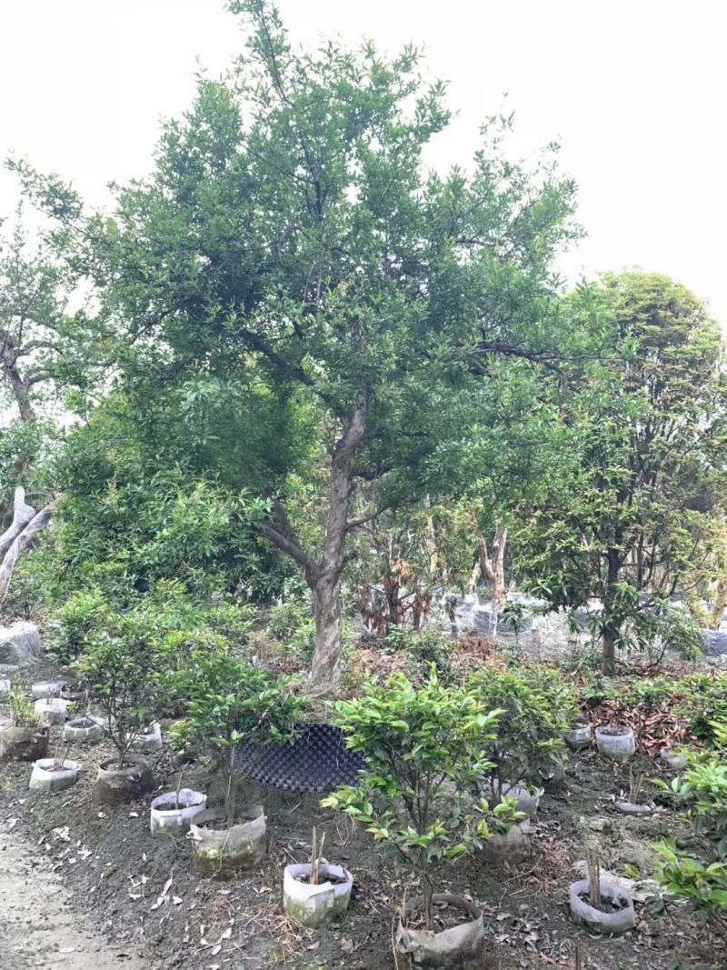 成都批发高杆石榴高杆石榴基地直销一手货源视频看货