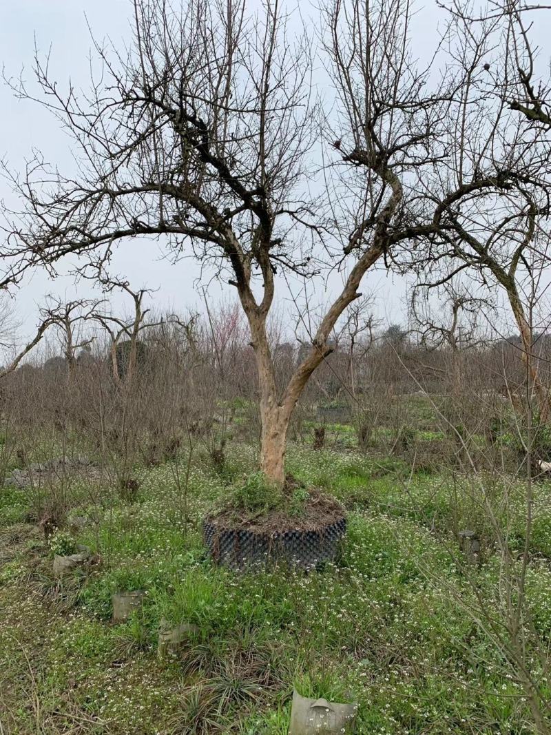 成都批发高杆石榴高杆石榴基地直销一手货源视频看货