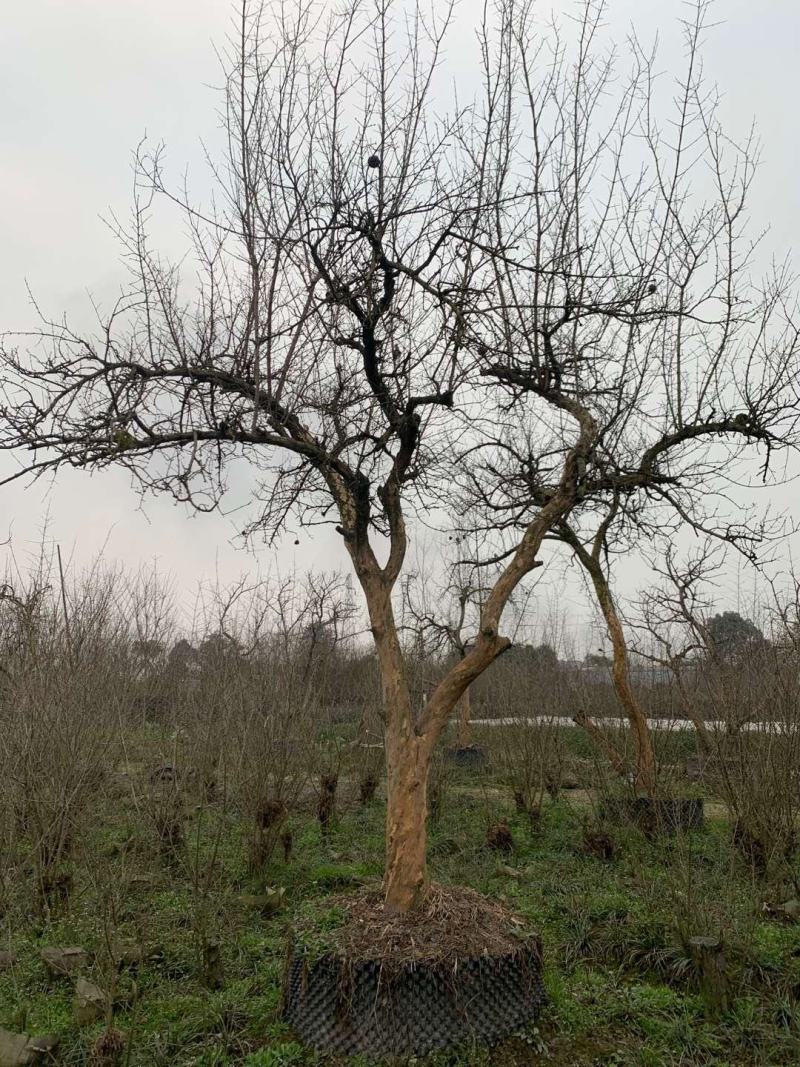 成都批发高杆石榴高杆石榴基地直销一手货源视频看货