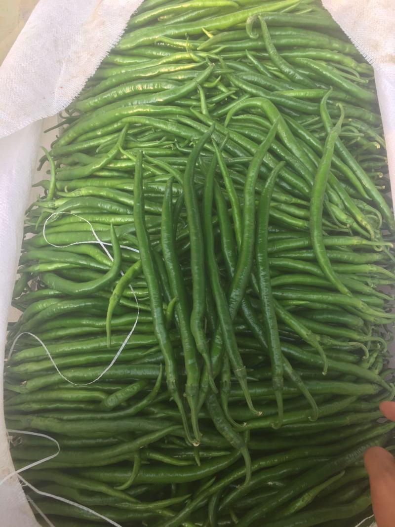 线椒，青线，黄线，黑线，个头顺直，大棚种植，毛皮非常靓！