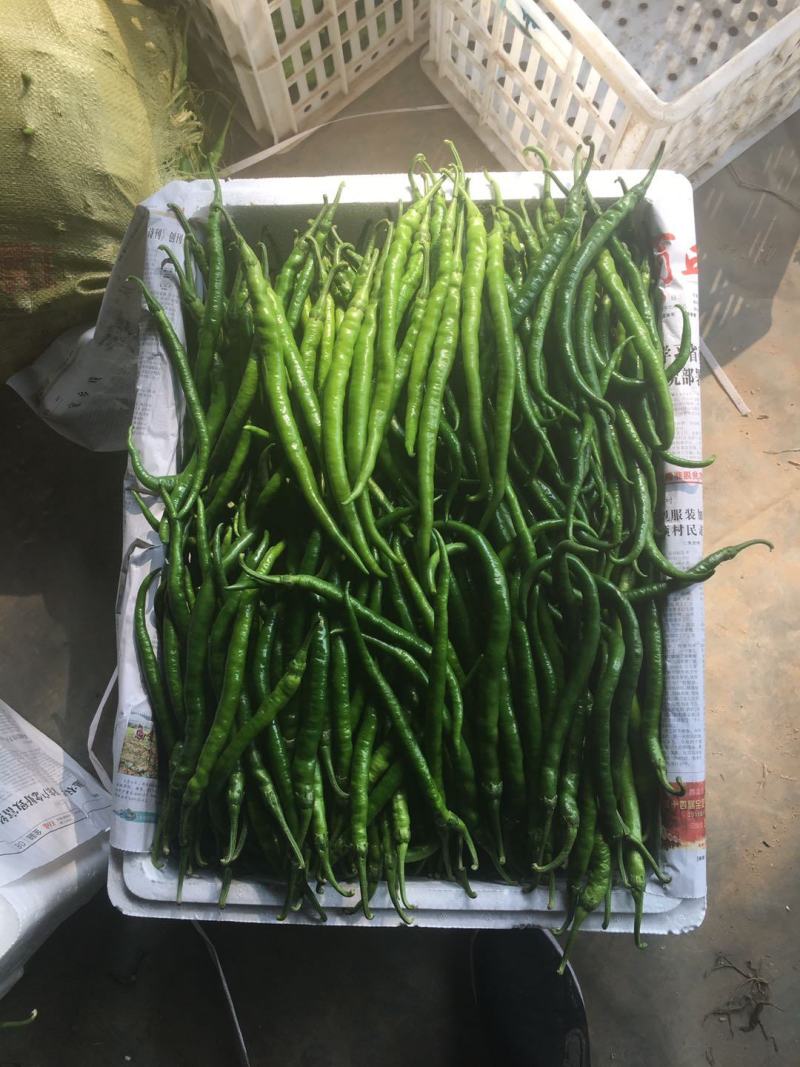 线椒，青线，黄线，黑线，个头顺直，大棚种植，毛皮非常靓！