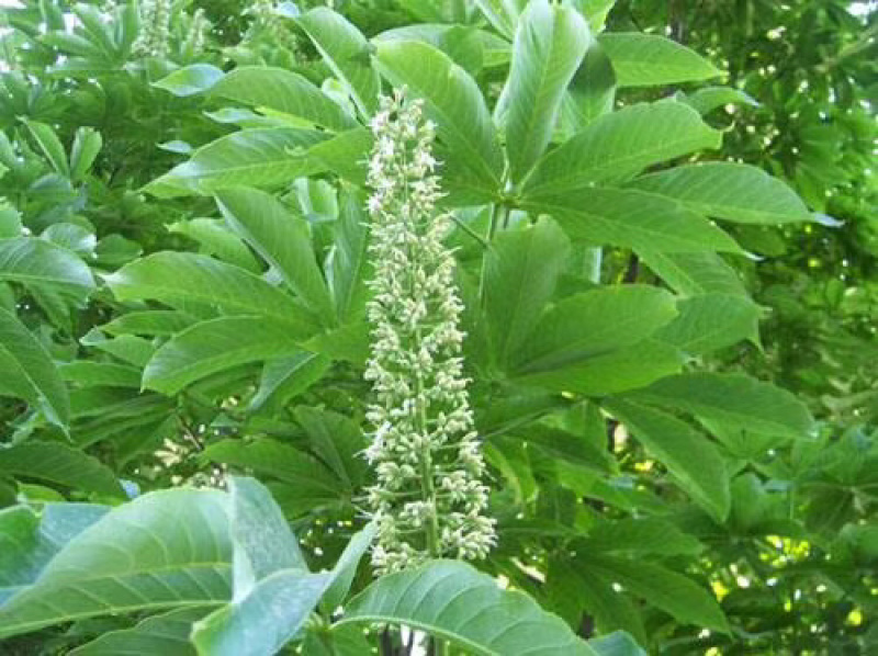 高山七叶树种子长期供应