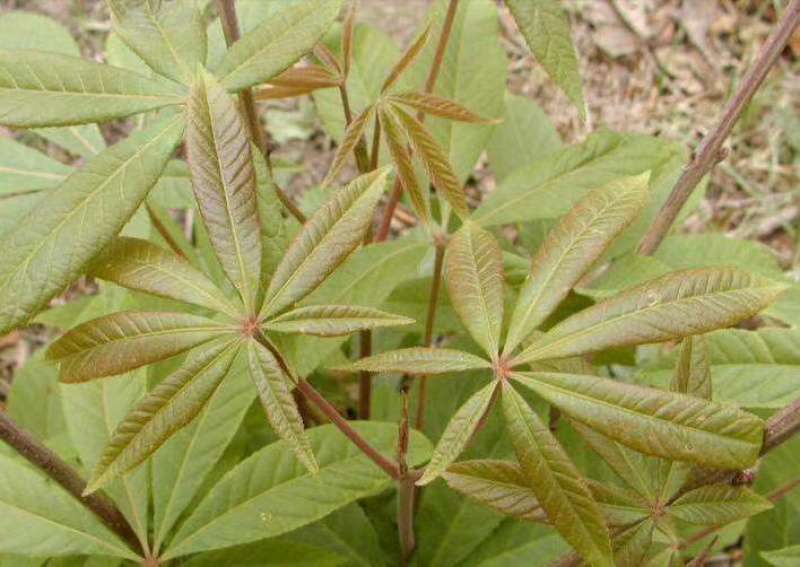 高山七叶树种子长期供应