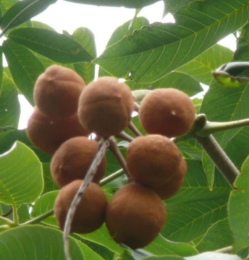 高山七叶树种子长期供应