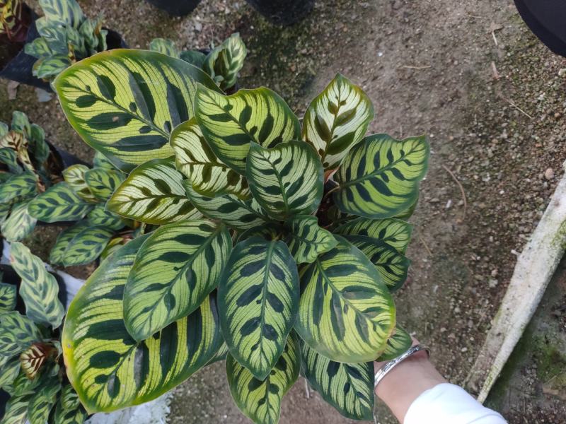 精品140营养杯孔雀竹芋靓货
