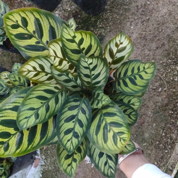 精品140营养杯孔雀竹芋靓货